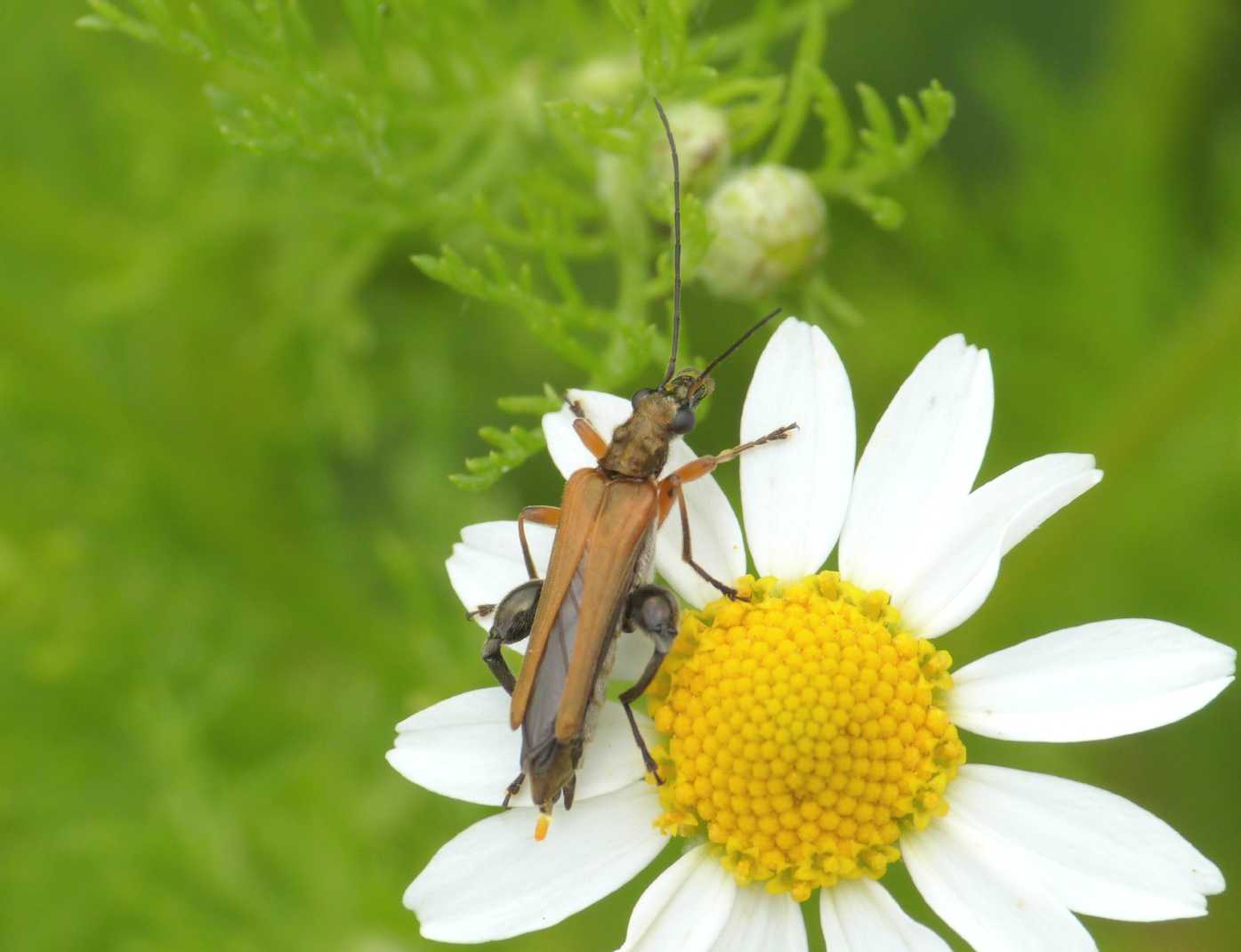 Maschio di Oedemera podagrariae?